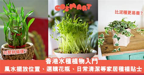 水 種 植物 風水|提升運勢的水種植物攻略